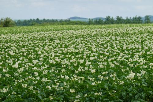 じゃがいもの花探し