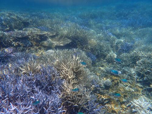 リベンジ　梅雨明けの西表島2024　5日目最終日