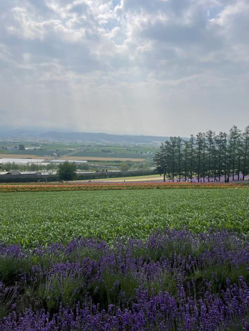 夫婦で行く夏の北海道【美瑛・富良野・札幌】1・2日目