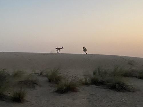 UAE 夏休み女子旅Day3