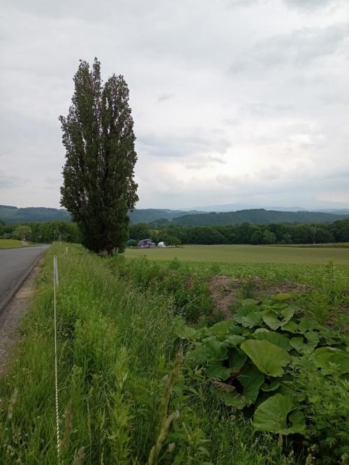 ここは日本？美しすぎる景色の町、美瑛。