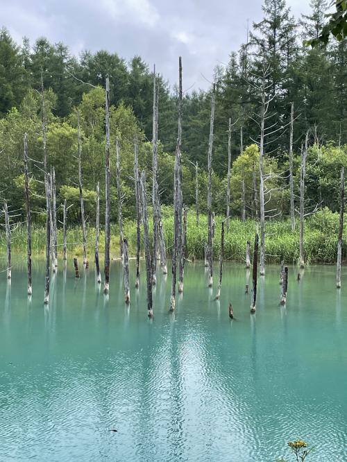 夏の北海道 離島・道北から道央を巡る旅 その⑤名寄～旭山動物園～層雲峡温泉～青い池～美瑛へ！