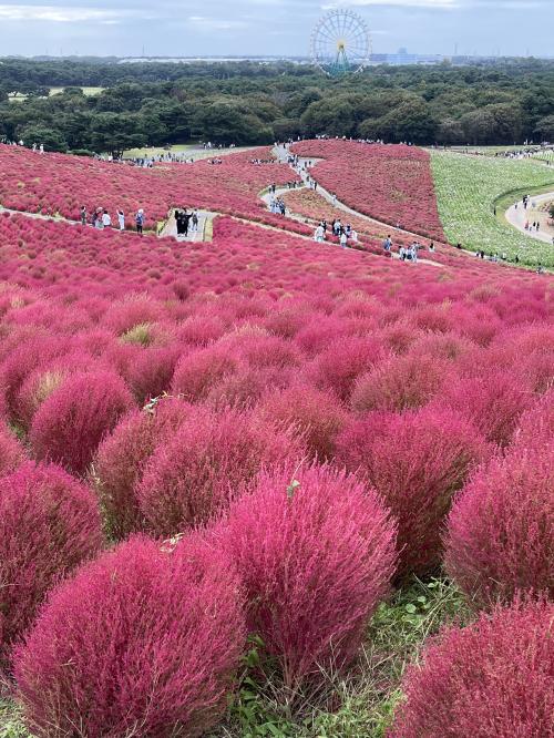 国営ひたち海浜公園のコキア、大洗磯前神社(神磯の鳥居)、那珂湊、深作農園／2024年10月17日