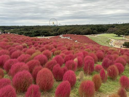 紅葉したワインレッドのコキア　ひたち海浜公園