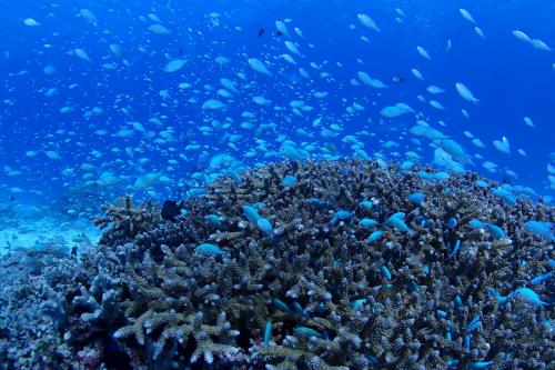 2024 また台風？意地でも行くよ！慶良間の海へ