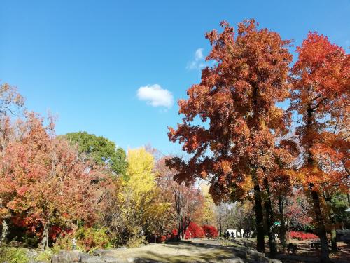 2023年11月　紅葉　大阪府＜万博記念公園＞