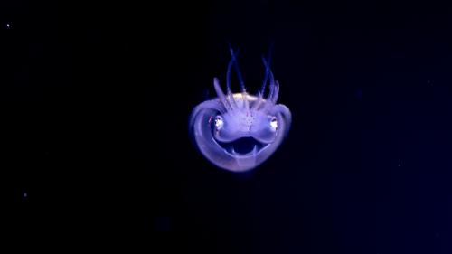 海に漂うミクロの世界！　プランクトンを探求しに八重山へ！