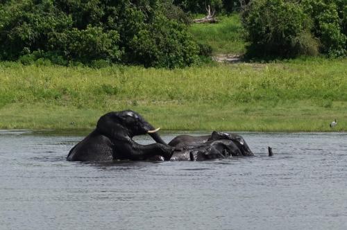 チョベ国立公園とビクトリアフォールズ 南部アフリカ大自然体験６日間〈４日目はボツワナでサファリ〉