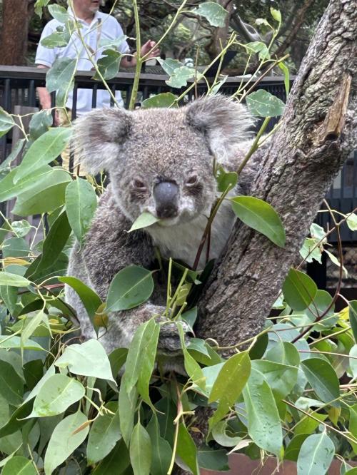 南極の後は、チリのサンチャゴを経由して、シドニーの動物園ホテルで休んで帰国