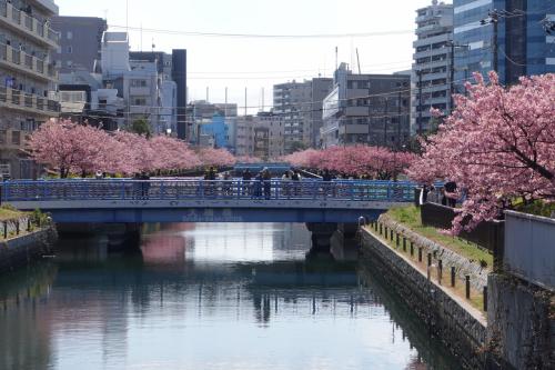 20250309-3 木場 深川散歩其の二。繁栄稲荷→木場公園→大横川の河津桜→コーヒースタンドOZ