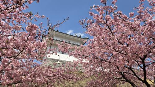 2025年3月23日～満開の宇都宮城址公園の河津桜　リッチモンドホテル宇都宮駅前泊