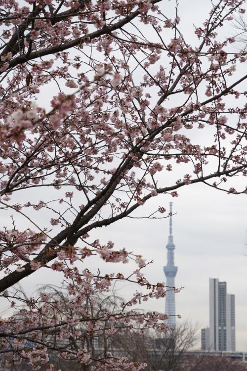 20250311 南千住 花曇りな汐入公園に寒緋桜探しに行ってみると…大寒桜が花盛り → 日の出屋のタンメンを遅いお昼に