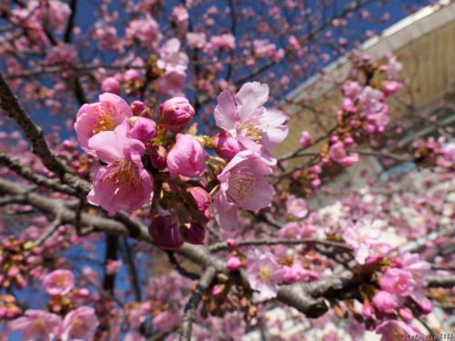 「道の駅めぬま」の吟子桜_2025_咲き始めましたが、まだ２分咲きくらいです（熊谷市）
