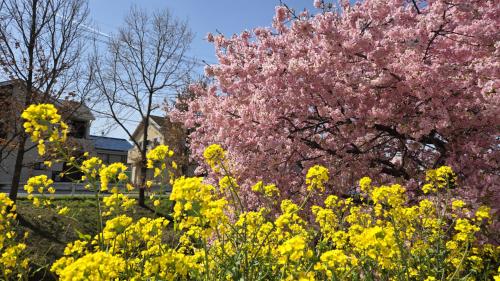 2025年3月13日～埼玉県の満開の河津桜並木の名所2カ所へ　さいたま新都心ザグランドマークホテル泊
