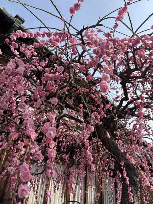 京都府城陽市　青谷梅林