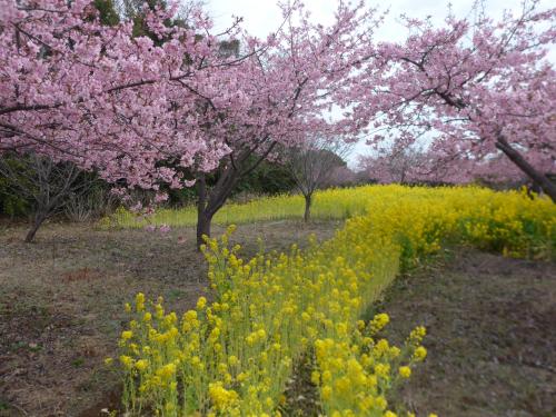 ３月の大神ファームは菜の花満開、河津桜四分咲き、ミモザとネモフィラは咲き始めでした!!(^0^)!!