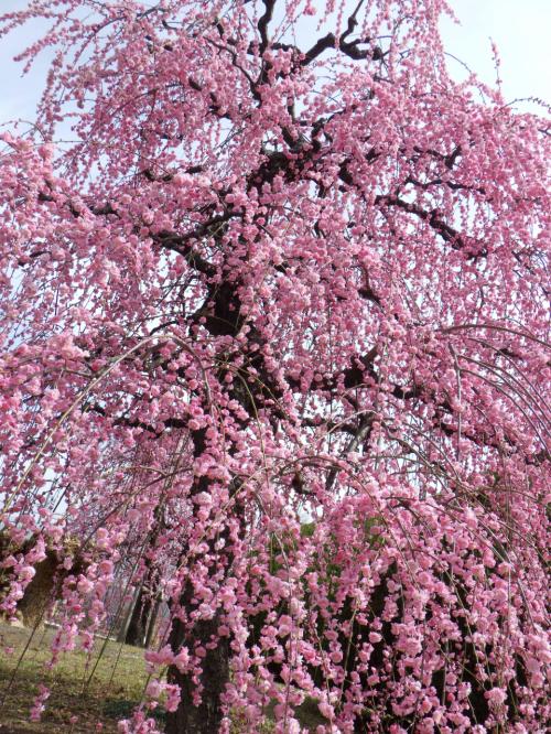 梅花