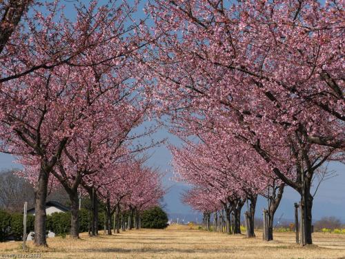 「島村蚕のふるさと公園」の河津桜_2025_利根川土手のサクラ並木、５分咲きくらいでした（伊勢崎市）