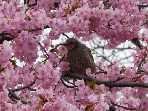 山崎公園の河津桜と越生の梅林