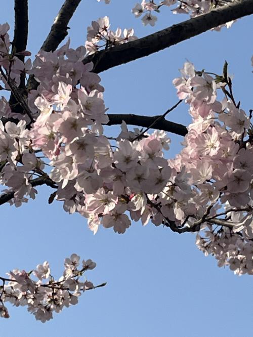 春の東京をぶらぶら ３月後編