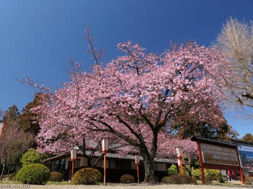 「世良田東照宮」の河津桜_2025_綺麗に咲き進み、５～６分咲きくらいでした。（太田市）