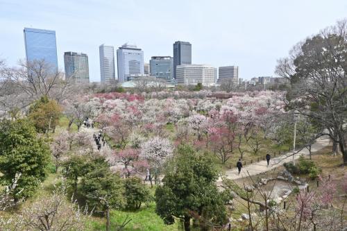 大阪城 梅林☆彡 2025  隙間時間に梅花見♪