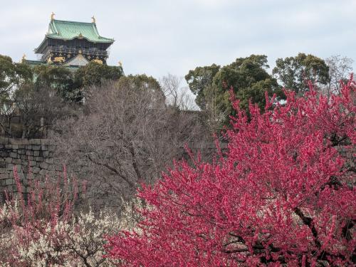 アパホテルビュッフェレストランラ・ベランダでブランチ&amp;大阪城公園梅林で梅鑑賞