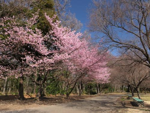 「ラブリバーうぬきハマサカパーク」のサクラ_2025_河津桜が満開、”オカメ”は２~３分咲きでした