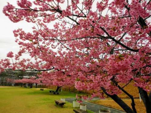 【長崎 そのぎ茶温泉・つわぶきの花】大村の河津桜を訪ねて (大村紀行)