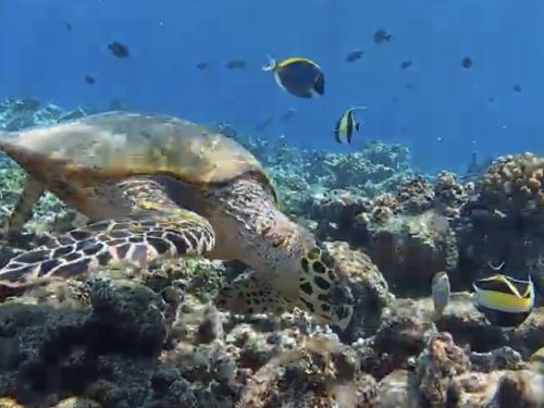 ハウスリーフが抜群のComo Cocoa Island ③極上ハウスリーフでスノーケリング
