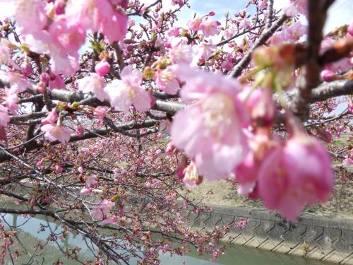 今年の桜