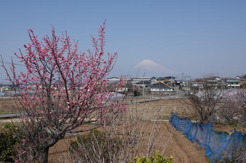さわやかウォーキング 函南 (春風薫る歴史と自然の旅)JR東海
