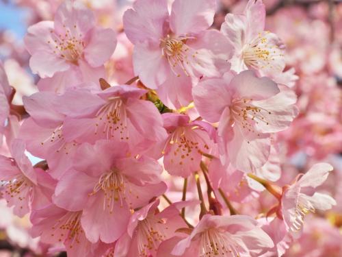 京都・城南宮の枝垂れ梅と淀の河津桜