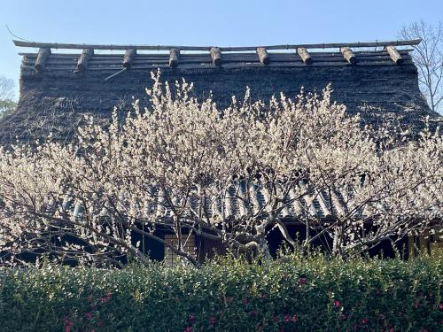奈良　大和郡山市　梅満開の大和民俗公園へ