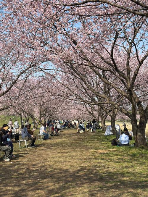 安行桜を見に近場でトレッキング