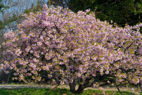静豊園の河津桜　2025