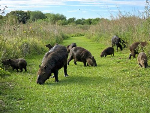 コリエンテス州イベラ国立公園 野生のワニとカピバラ