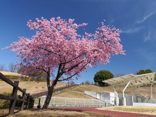 「八王子山公園」のサクラ_2025_河津桜が満開でした（太田市）