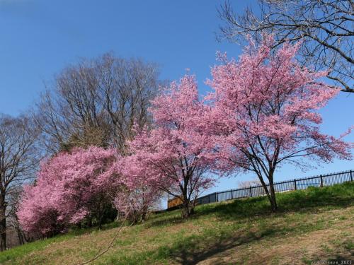 「ラブリバーうぬきハマサカパーク」のサクラ_2025(2)_オカメザクラが満開でした（伊勢崎市）
