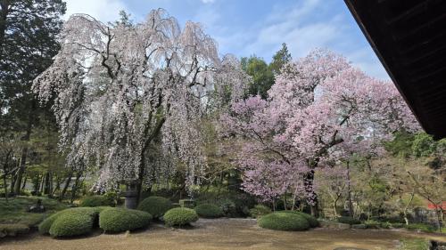 2025年3月28日春爛漫の川越散策　満開のしだれ桜～エドヒガンザクラ～咲き始めのソメイヨシノ