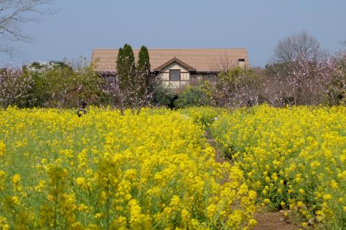 大神ファームのミモザと菜の花・回天訓練基地跡・博多うどん・2025.3別府界隈ドライブひとり旅一泊二日②２日目