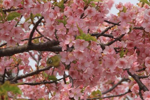 河津桜をもとめて（2025年3月24日）馬見丘陵公園、藤原京大橋付近、明日香村河津桜の丘の3か所訪問
