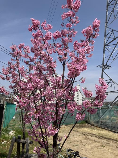 2025年3月昭和記念公園の花たち