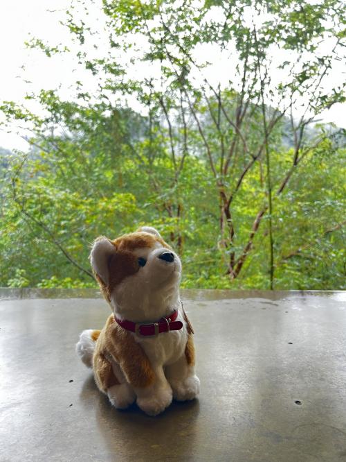 雨の台北一人旅　２日目（鳥来(ウーライ)で温泉からの小籠包、薬膳スープまたビール）