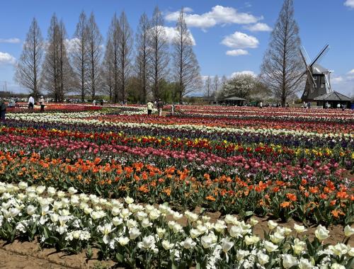 2025年４月９日／あけぼの山農業公園で桜とチューリップを見てきました＋菜の花も／サイクリング