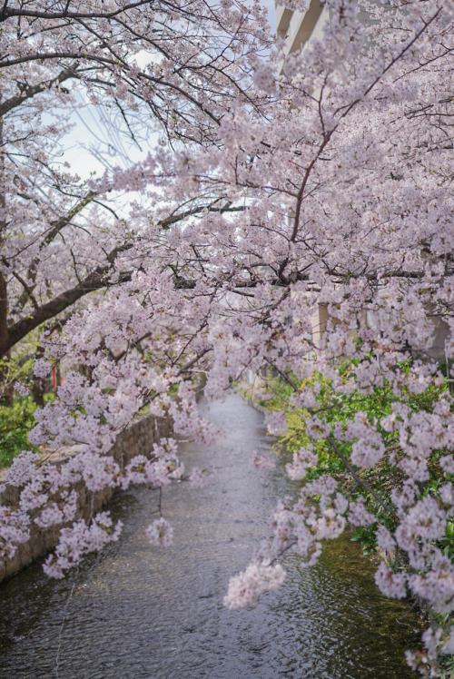 桜の京都嵐山