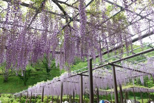 さわやかウォーキング 藤枝 (藤の香りに誘われて)JR東海