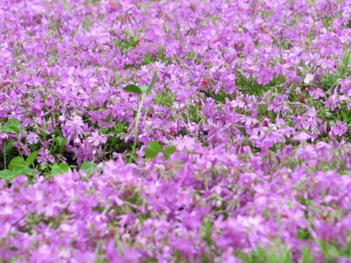 天童市「立谷川の花さかじいさん」の芝桜祭り
