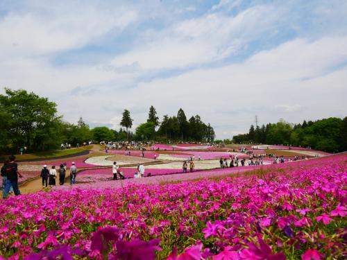 日帰り秩父と長瀞で芝桜&amp;藤巡り　―2025.5―