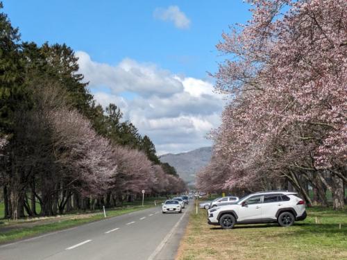 満開の北の桜
